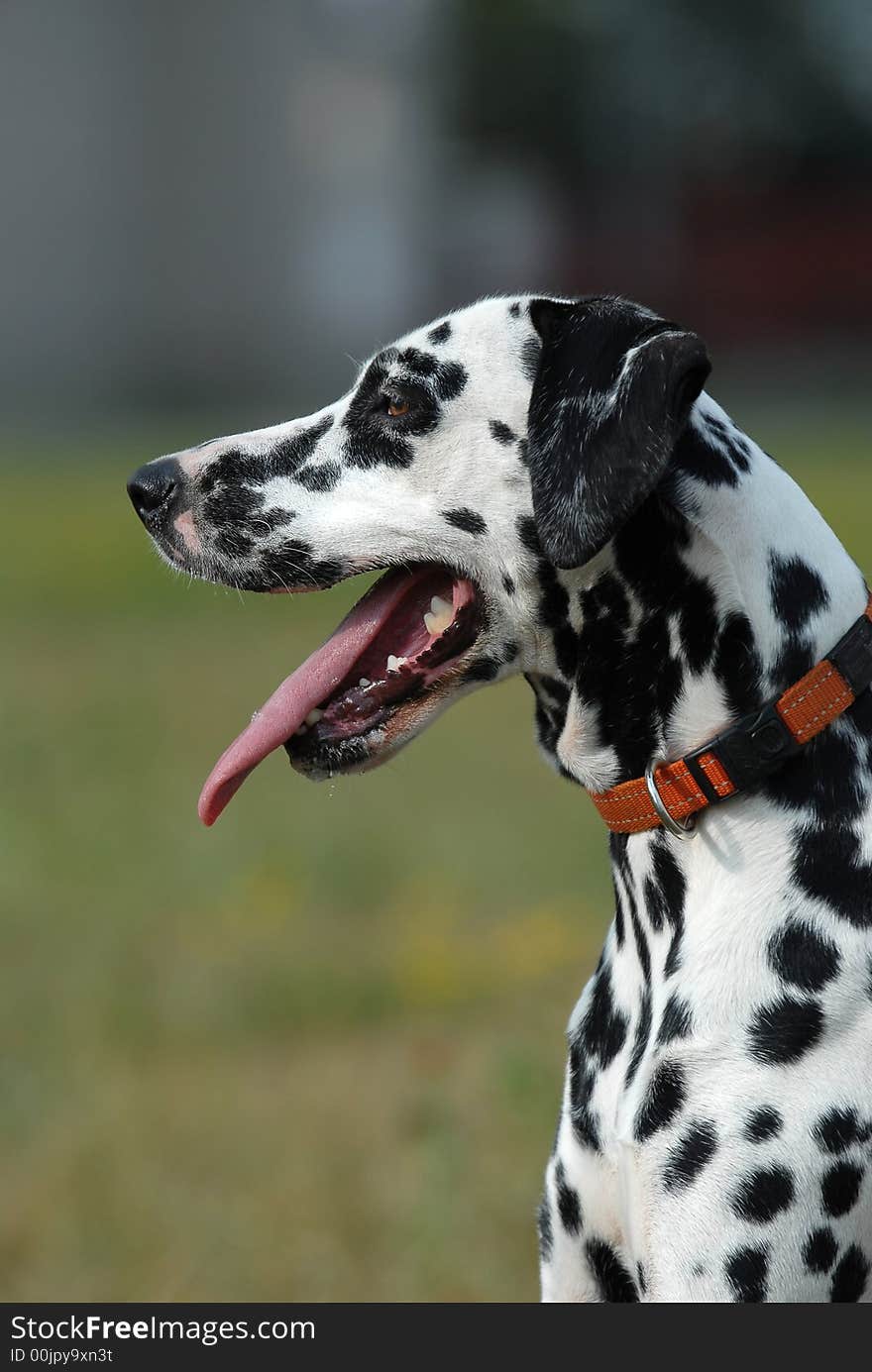 Dalmatian posing for the camera