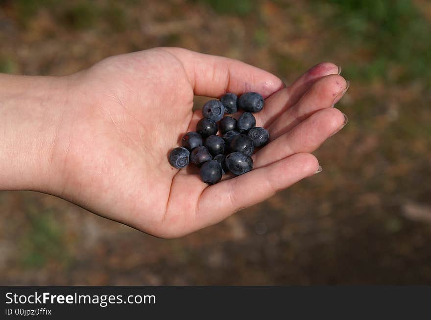 Swedish bluberries in little girls hand. Swedish bluberries in little girls hand.