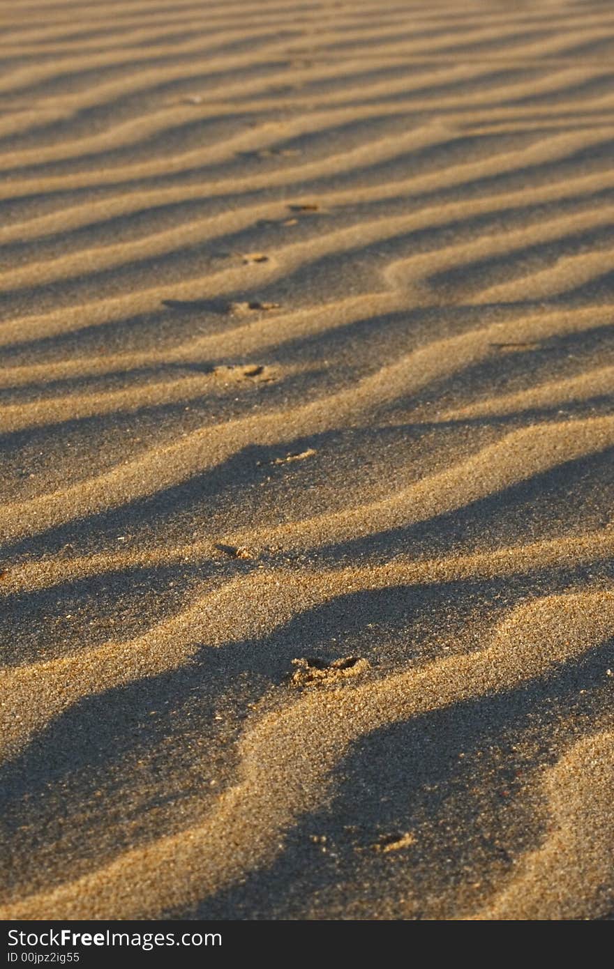 Lines left from the water and animals on the sand. Lines left from the water and animals on the sand