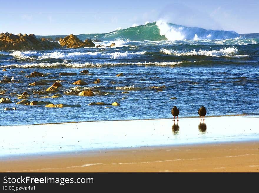 Birds watching the sea