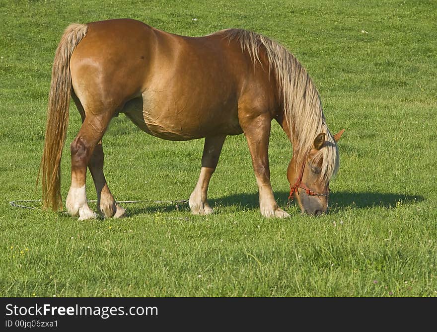 Image of a brown horse grazing in a green grass field.