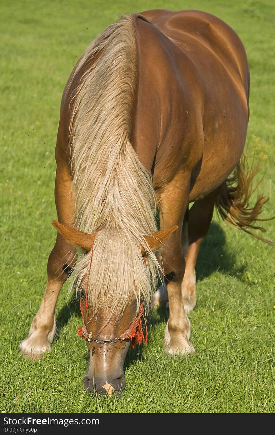 Dynamic close-up image of a horse grazing in a green grass field. Dynamic close-up image of a horse grazing in a green grass field.