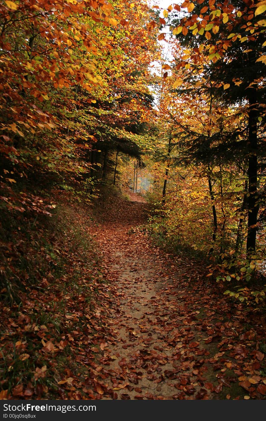 Autumn forest with road and fallen leaves