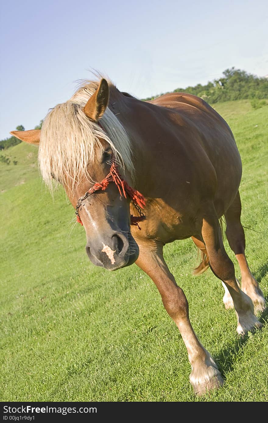 Portrait of a horse in a green grass field. Portrait of a horse in a green grass field.