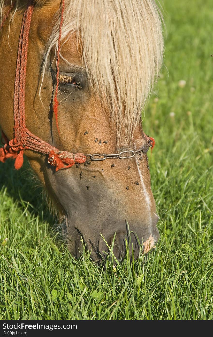 Horse Grazing Portrait