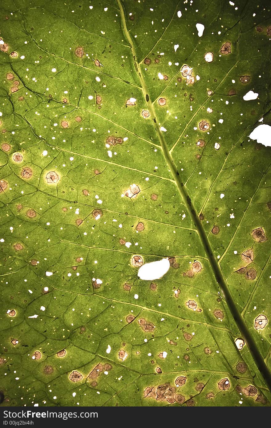 Damaged fantastic leaf texture with folds and cuts