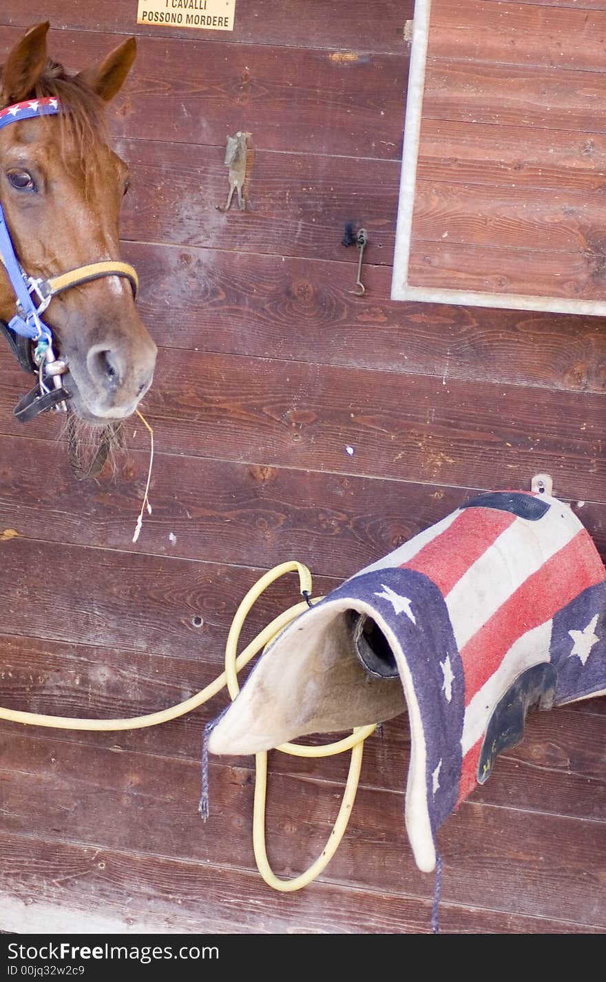 Horse portrait in an italian corral with stars and stripes saddle. Horse portrait in an italian corral with stars and stripes saddle