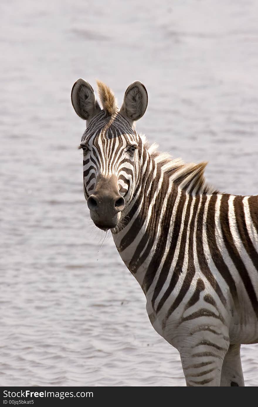 Zebra at the waters edge in Chobe Game Reserve