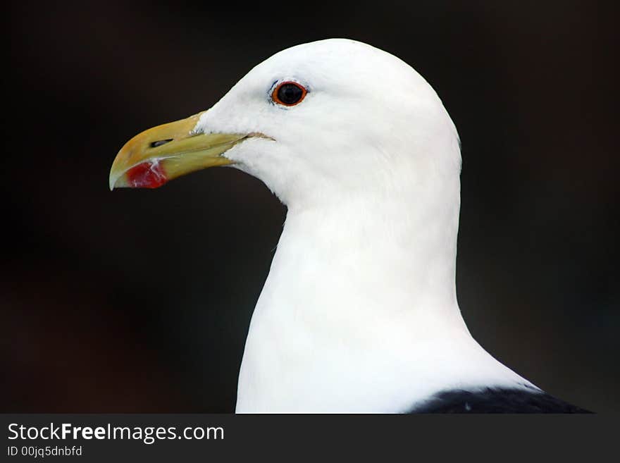 Cape (Kelp) Gull