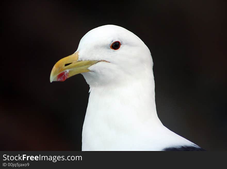 Cape (Kelp) Gull