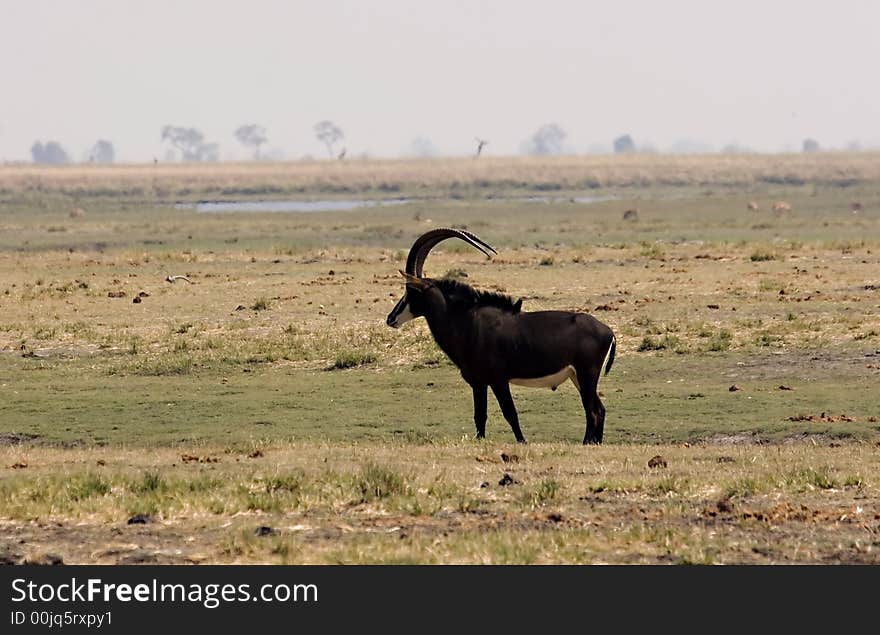 Sable antelope