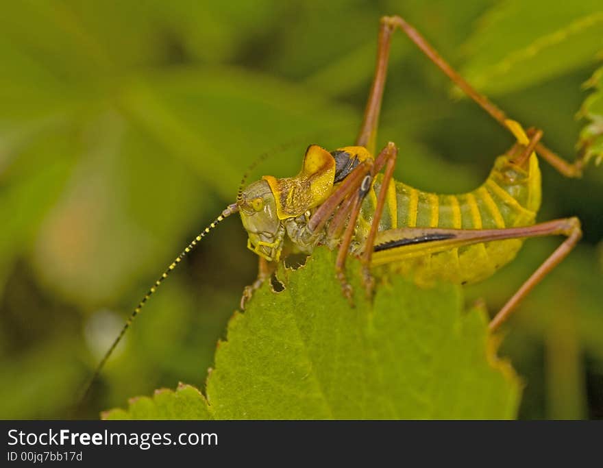 Close up on grasshopper in the field