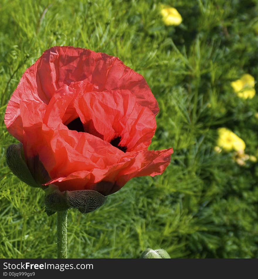 Poppy standing in the meadow. Poppy standing in the meadow