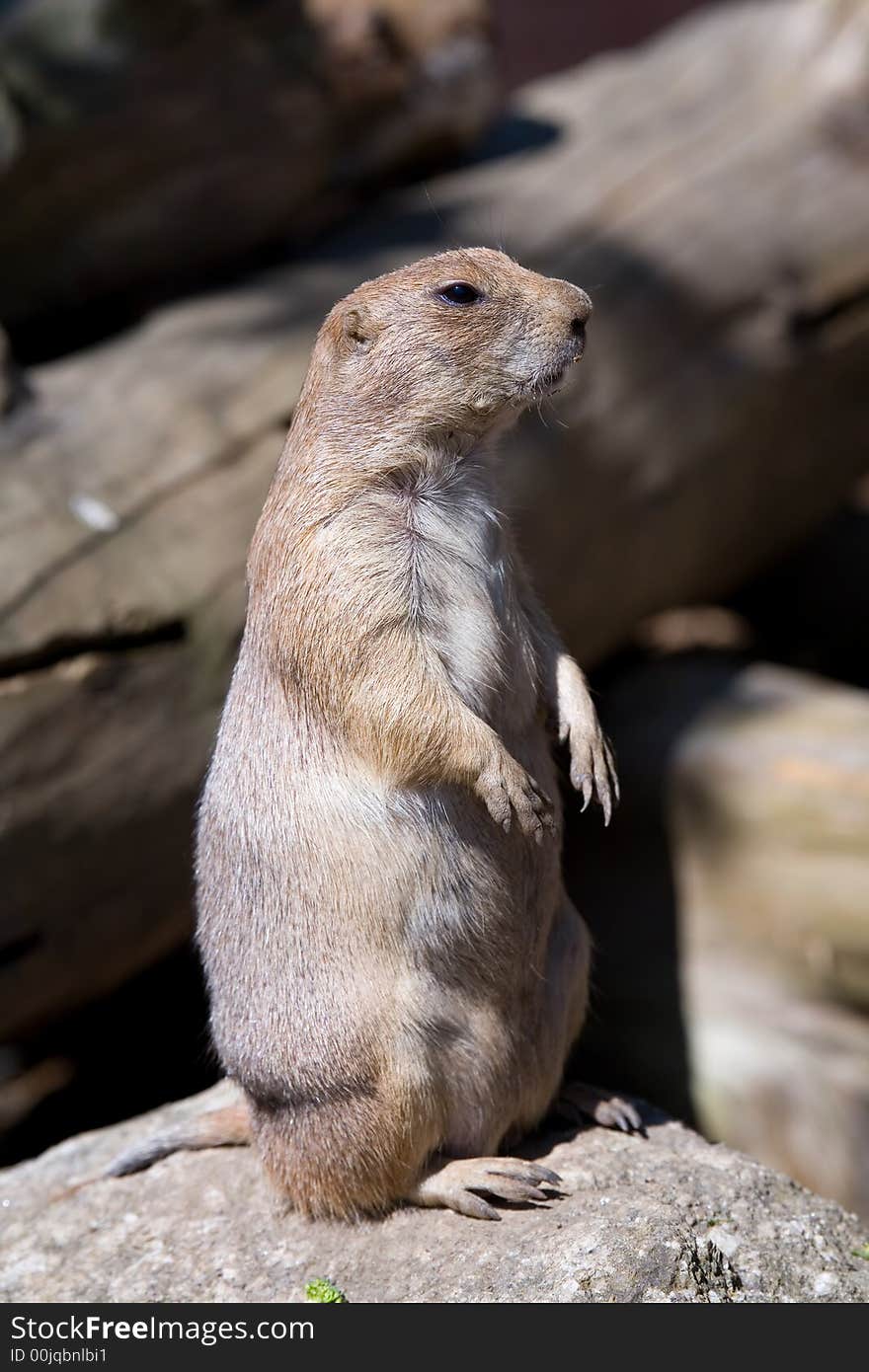 Prairie-dog