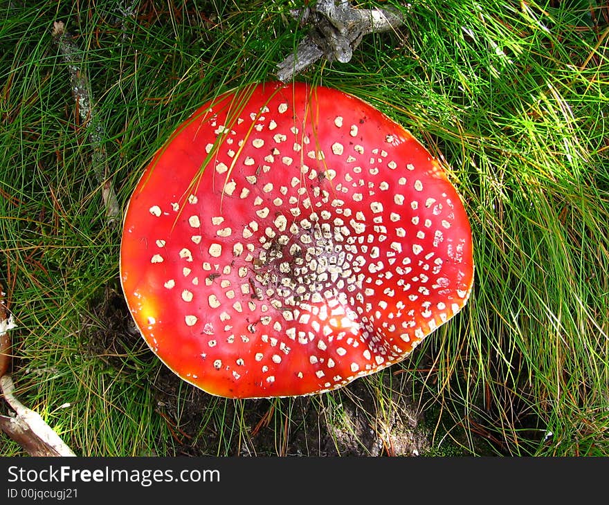 Fungus,mushroom mountain