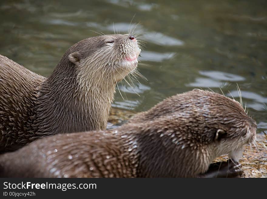 Two captive otters feeding together