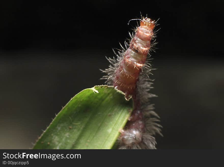 A worm on grass, reaching up for my lens.