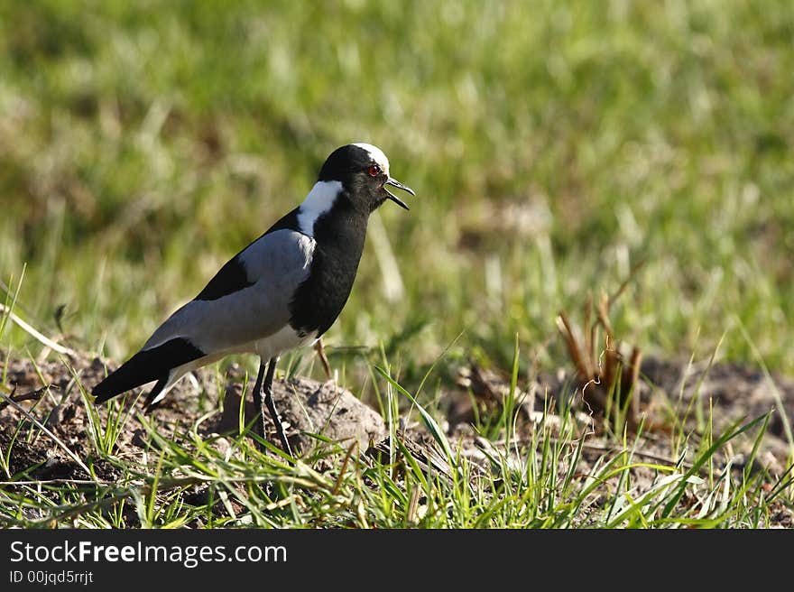 Plover protecting her young