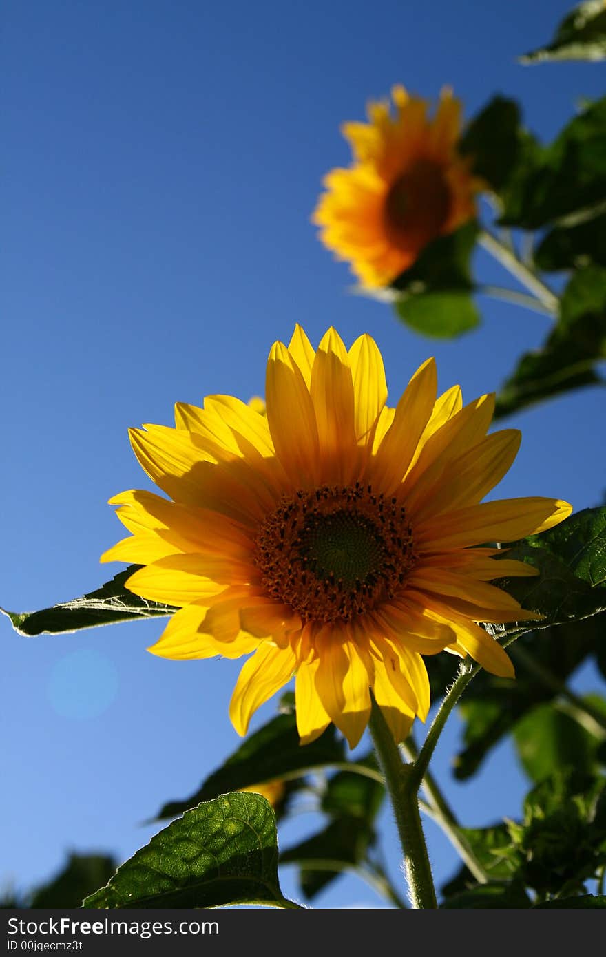 Sunflower in garden, clear blue sky, selective focus,

Helianthus annuus,