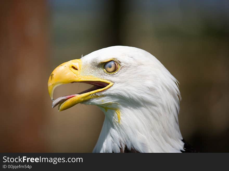 A close up of a Bald eagle with eye membrane closed