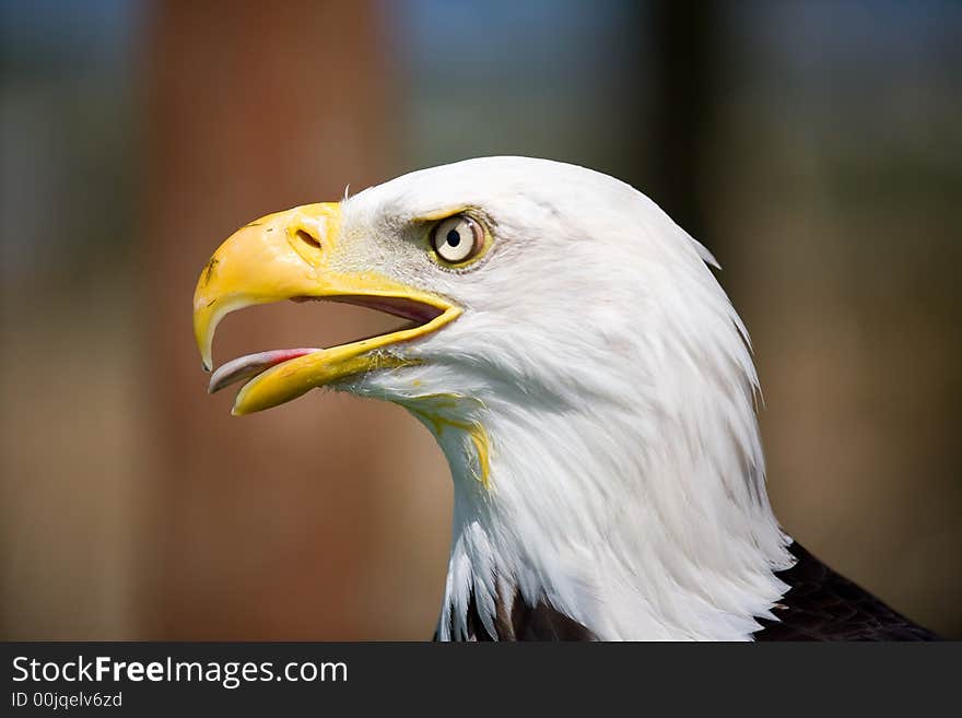 A close up of a Bald eagle