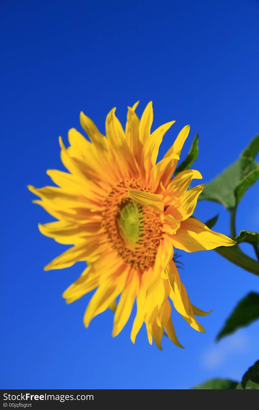 Sunflower in garden, clear blue sky, selective focus,

Helianthus annuus,