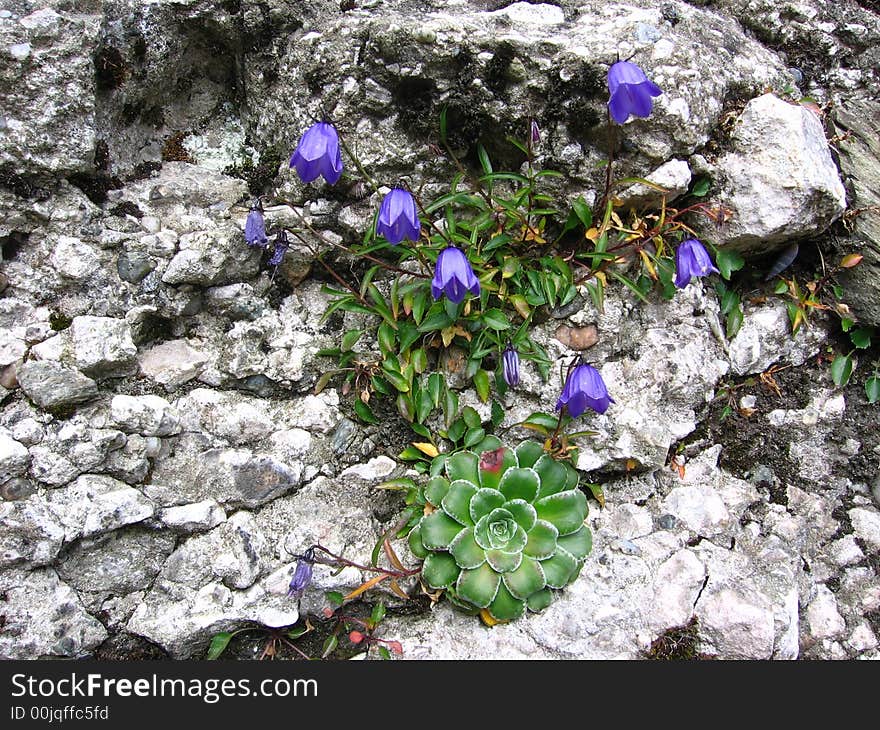 Mountain Flowers