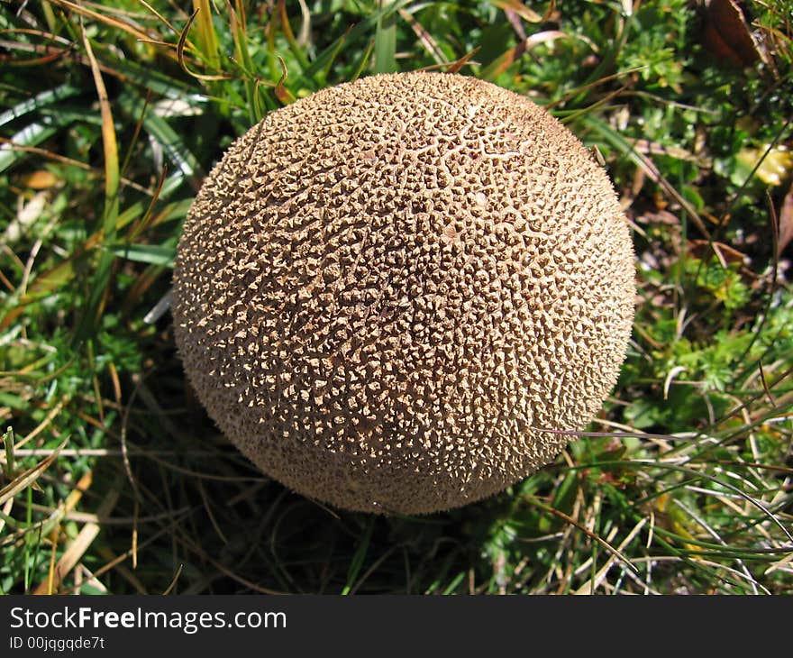 Fungus,mushroom Mountain