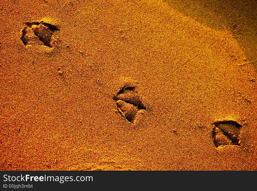 Three seagull footprints in the sand. Three seagull footprints in the sand.