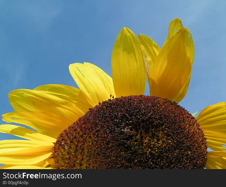 End of sommer - sunflower in sun