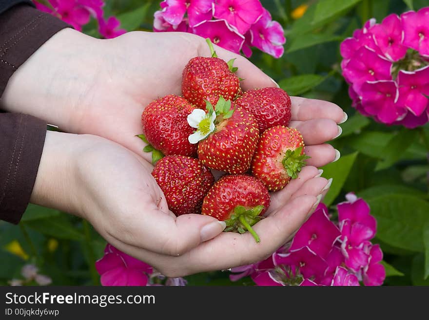 Hands with red strawberries