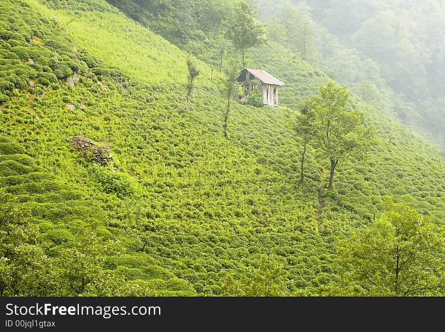 Tea Plants