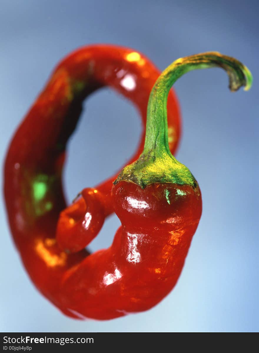 Red pepper on a dark blue background