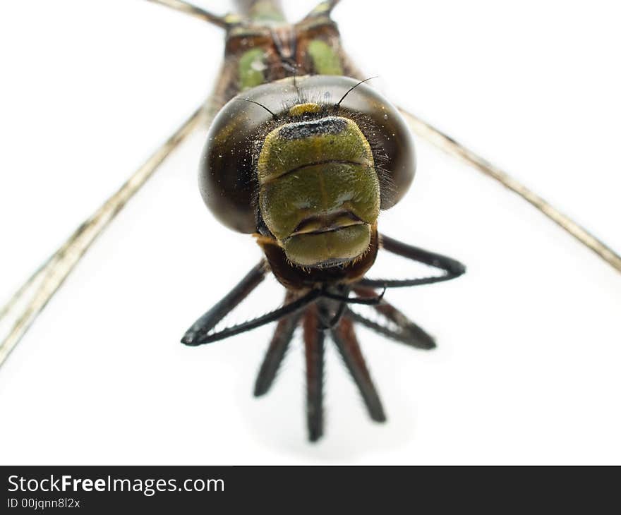 Head part of dragonfly isolated on white close-up. Head part of dragonfly isolated on white close-up