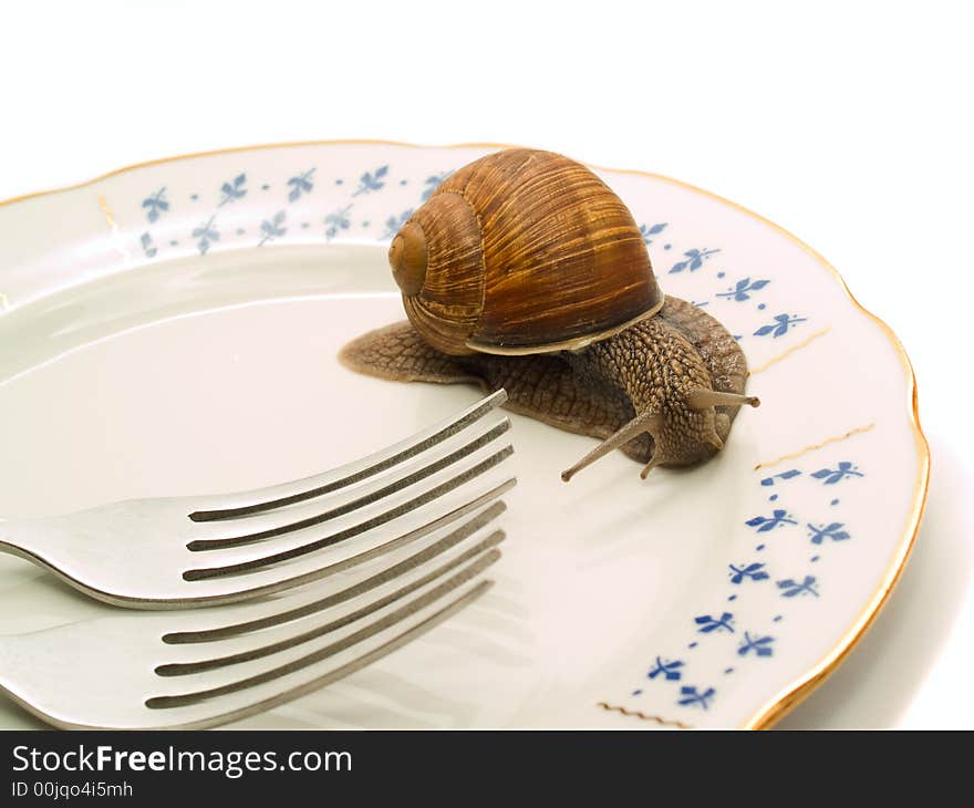 Snail crowling on blank plate with two forks closeup. Snail crowling on blank plate with two forks closeup