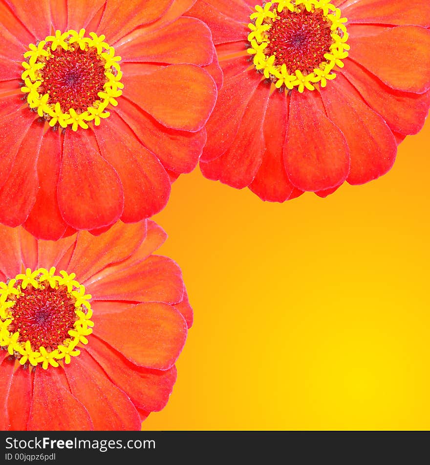 Red flowers for decoration over background