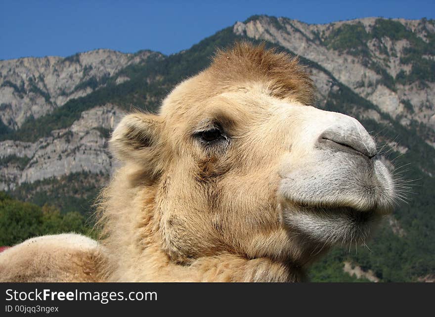 Fine camel on the background of mountains. Fine camel on the background of mountains