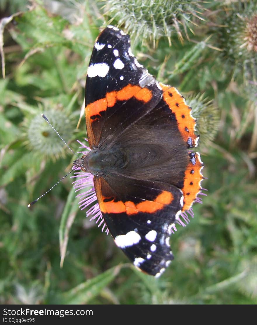 Butterfly on thistle in UK