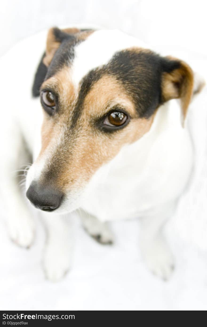 Jack russel looking in the camera with a typical doggy look.