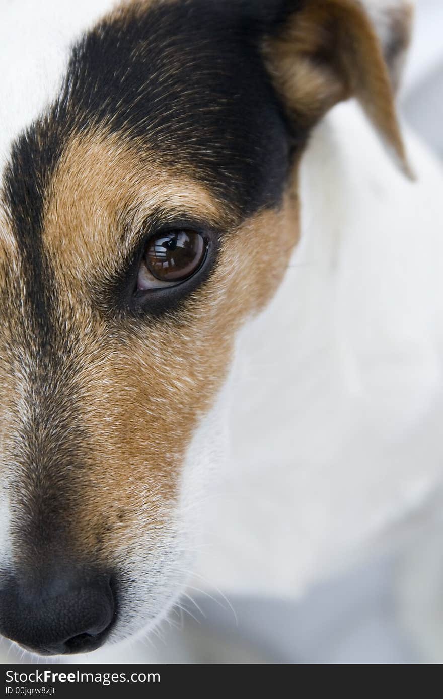 Jack russel looking in the camera with a typical doggy look.