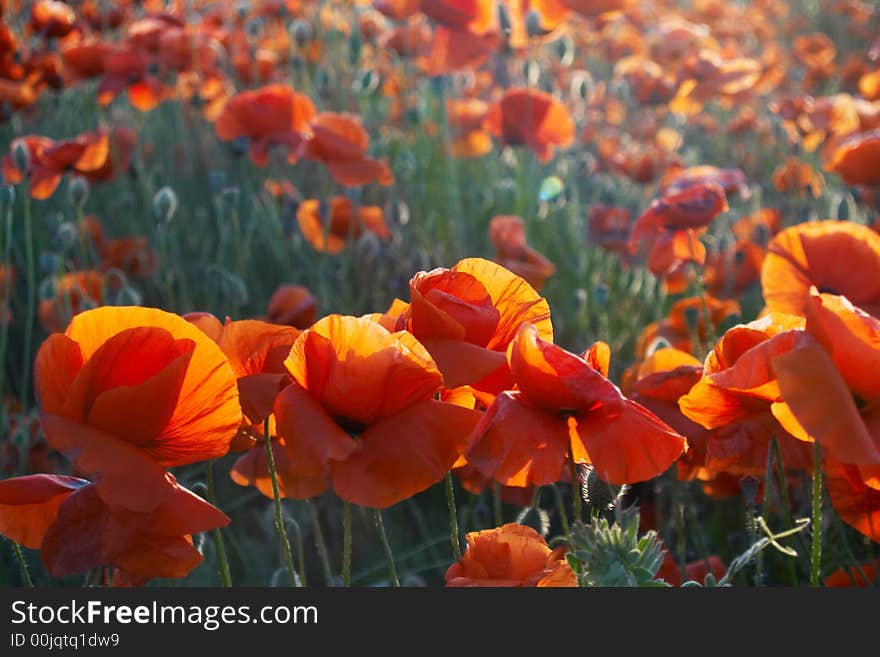 Poppy at sunshine