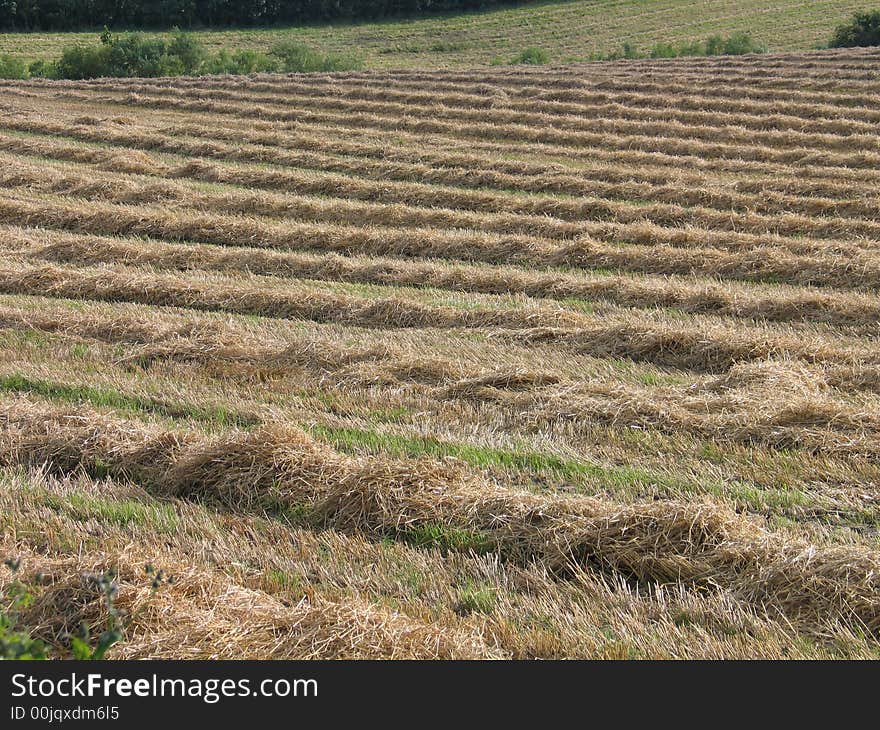 Hay field in Fyn Denmark. Hay field in Fyn Denmark