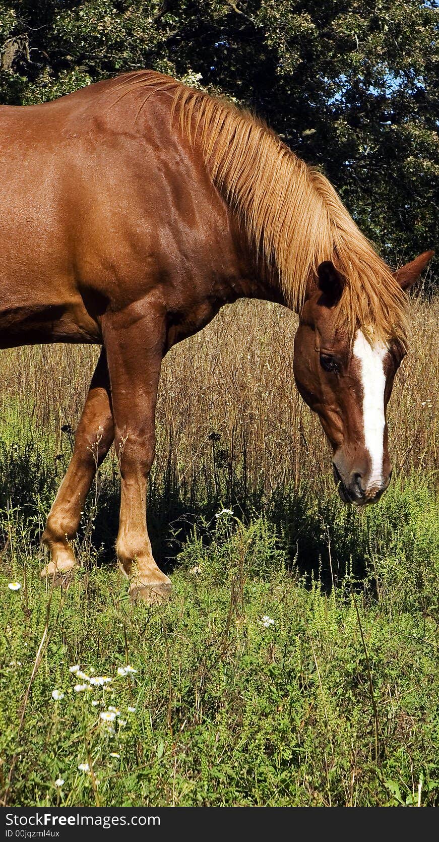 Large brown horse in the wild