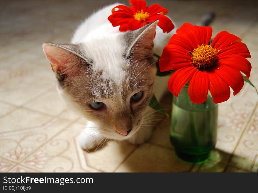 Kitten Under Flowers In A Vase