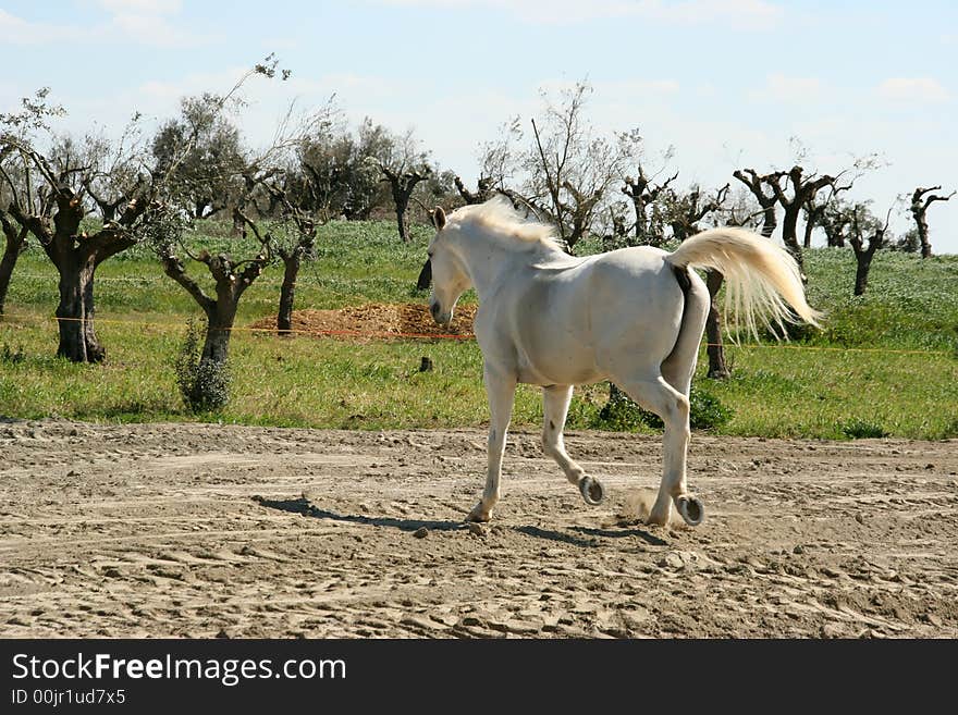 Wild white horse running in the field