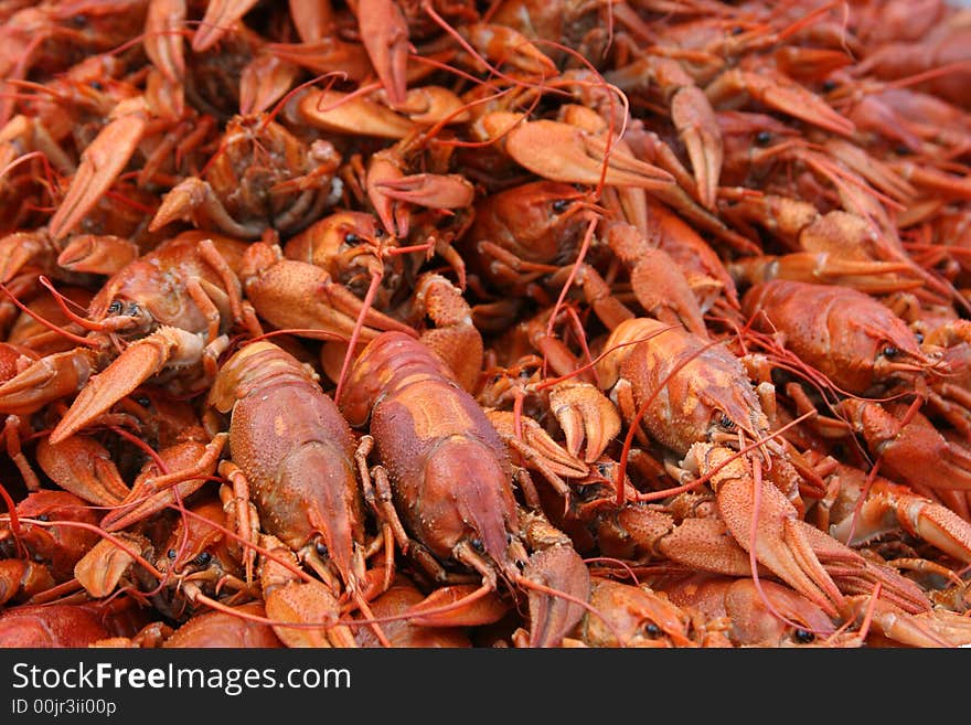 Close-up of many fine hot large boiled crayfishes. Close-up of many fine hot large boiled crayfishes