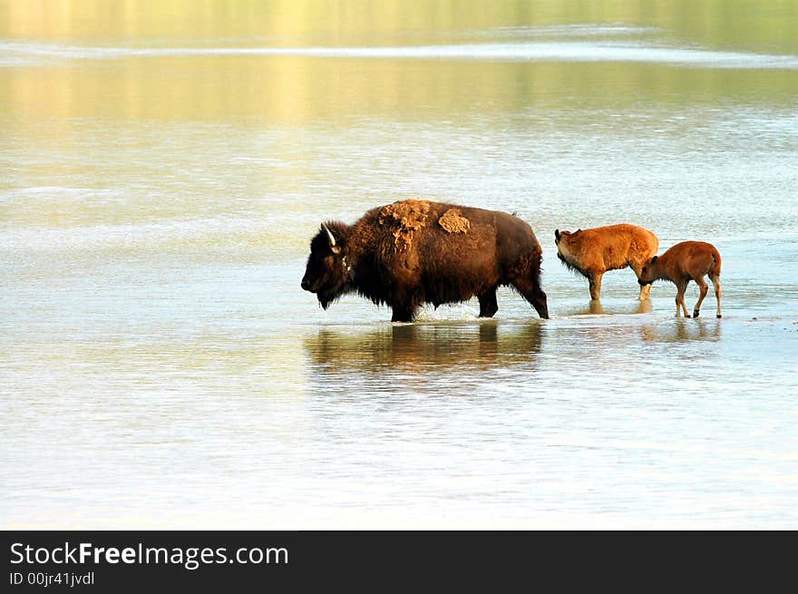 A family of American bison cross a shallow North Dakota river. A family of American bison cross a shallow North Dakota river.