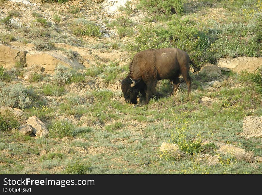 Bison Grazing