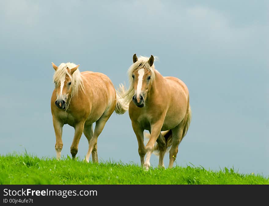 Two horses in the meadows with stormy clouds.