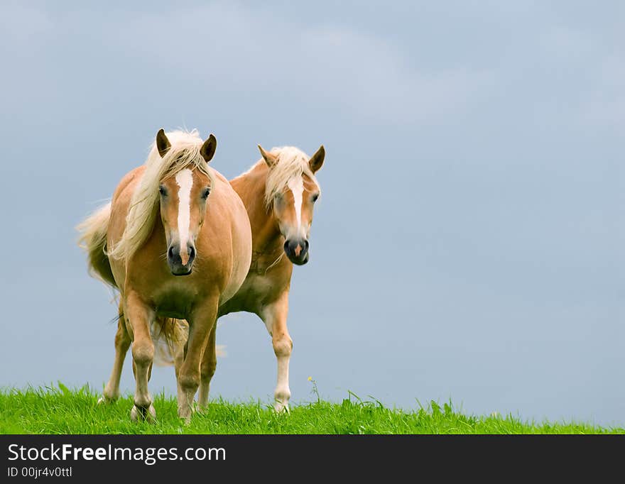 Two horses in the meadows with stormy clouds.